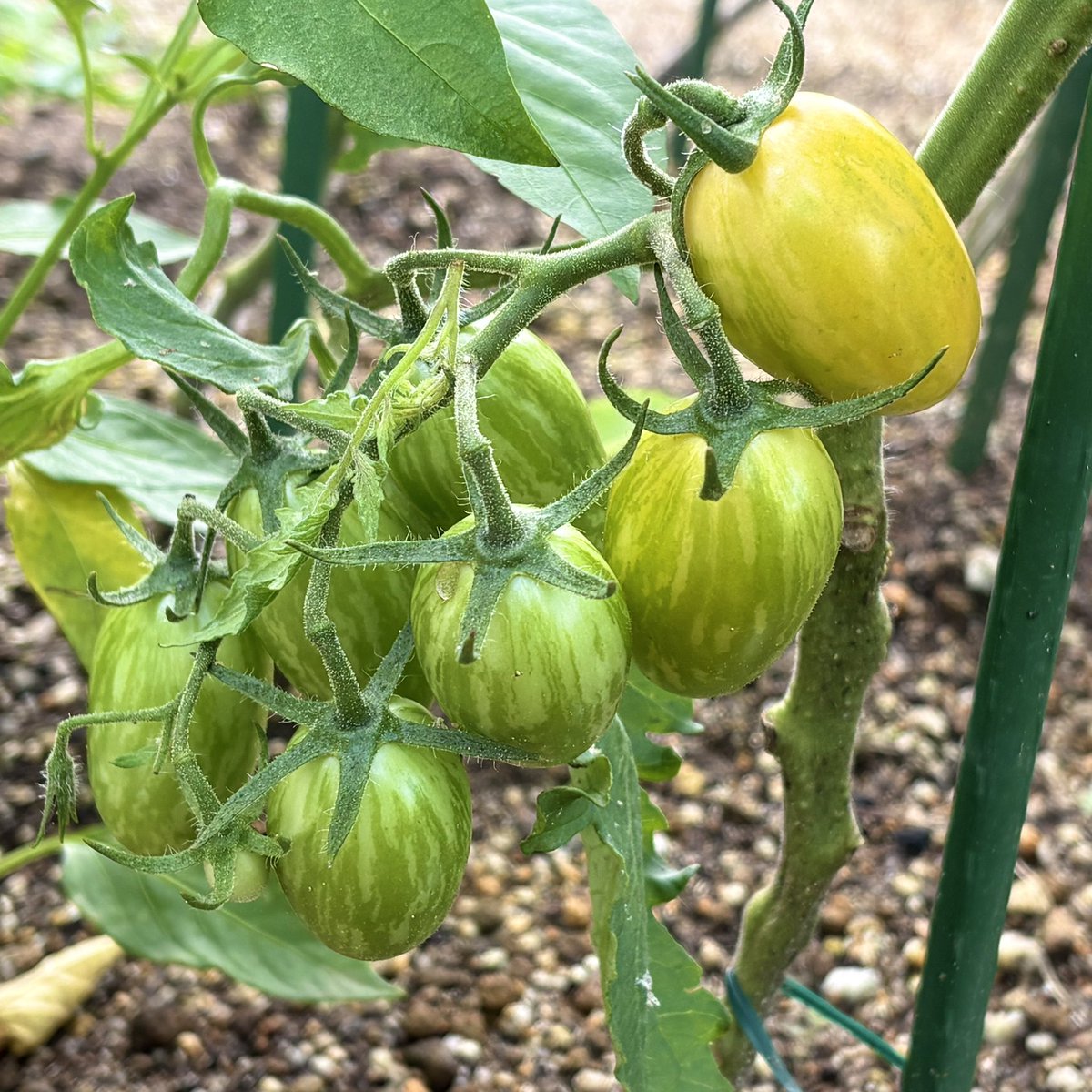 vu_uvs's tweet photo. 頑張っているトマトも☺️🍅

見回りして虫が入っていないかチェックしてるのに見えないところに入ってくるのは困った😕さんです。
綺麗なトマトも観察出来ています🍅✨
#家庭菜園　#トマト　#スウィートクリームトマト　#インディゴブラッズアトミックトマト https://t.co/RyD4JSAARP