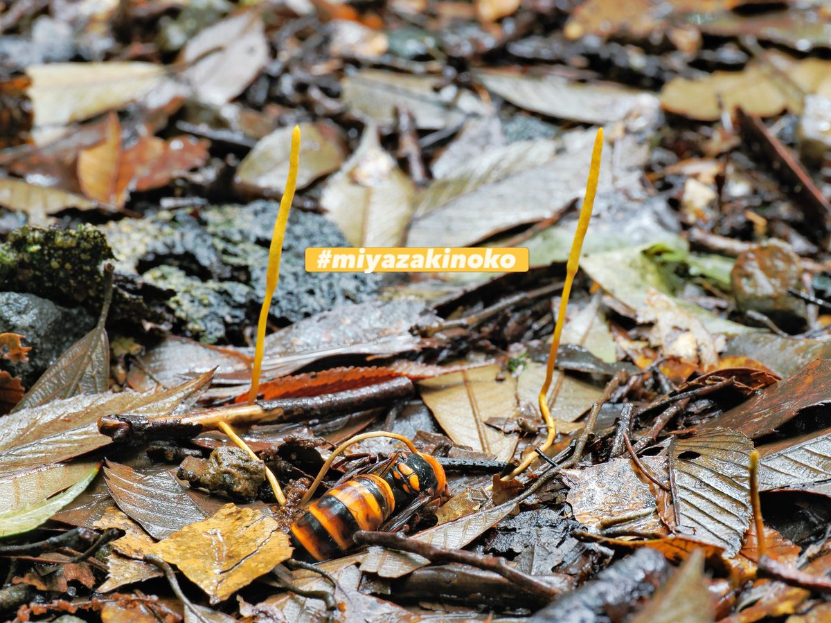 ハチタケ 🐝🍄‍🟫 #冬虫夏草