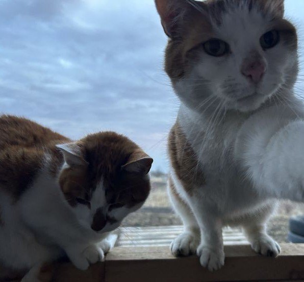 maddy as cats ♡ 🐈 tweet media