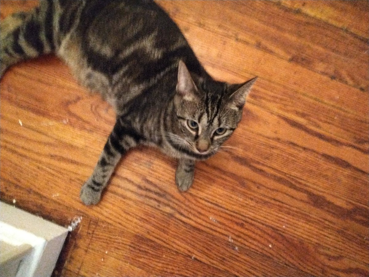 ProtogenLord's tweet photo. The cozy companion. #CarolinetheCat #Caroline #Cat #Cats https://t.co/KywnrH8eNn