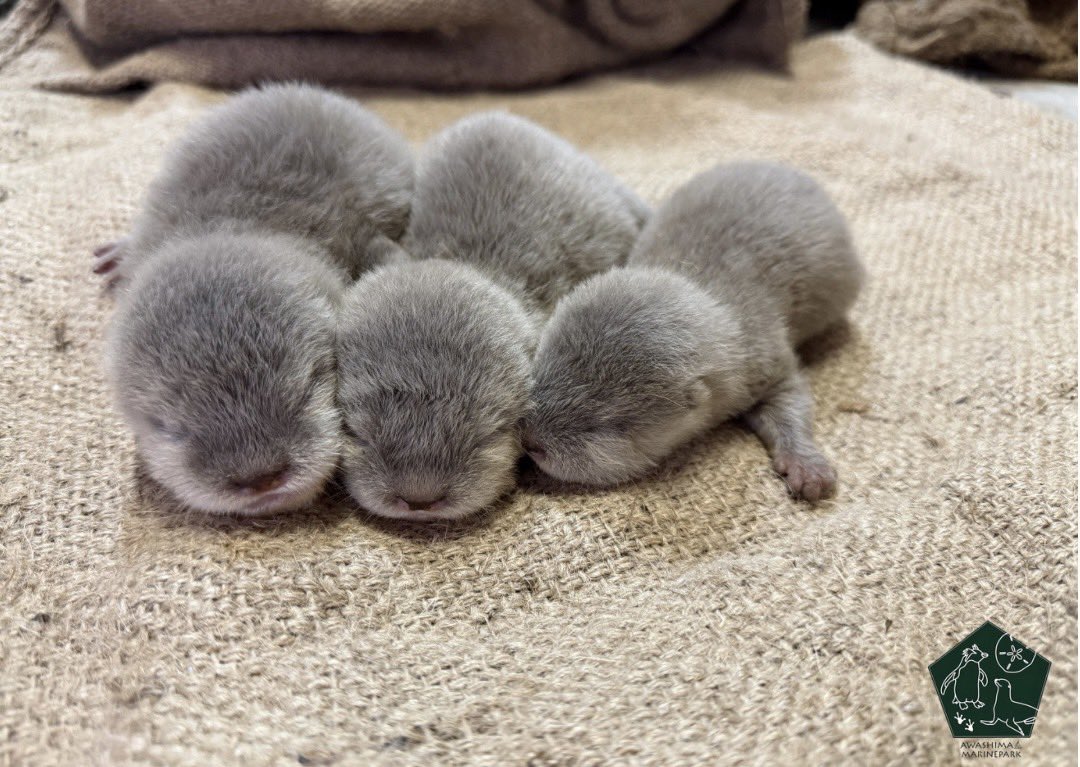 A_shimatarou's tweet photo. 【お知らせ📣】
6月8日、コツメカワウソのゆきとコハクの間に、
3つ子の赤ちゃんが誕生しました！

誕生から1か月が経ち、
3頭とも元気いっぱいに、順調に成長しています。

現在は子育てに専念しているため、
当面の間、ゆきとコハクの展示はお休みさせていただきます。

また、公開時期につきましては、
親子の様子や成長の状況を見ながら検討してまいります。
決まり次第お知らせいたしますので、
何卒ご了承ください。

ゆき、コハク、そして3つ子ちゃん達の成長を、
温かく見守っていただけますと幸いです。

#あわしまマリンパーク
#コツメカワウソ
#カワウソ