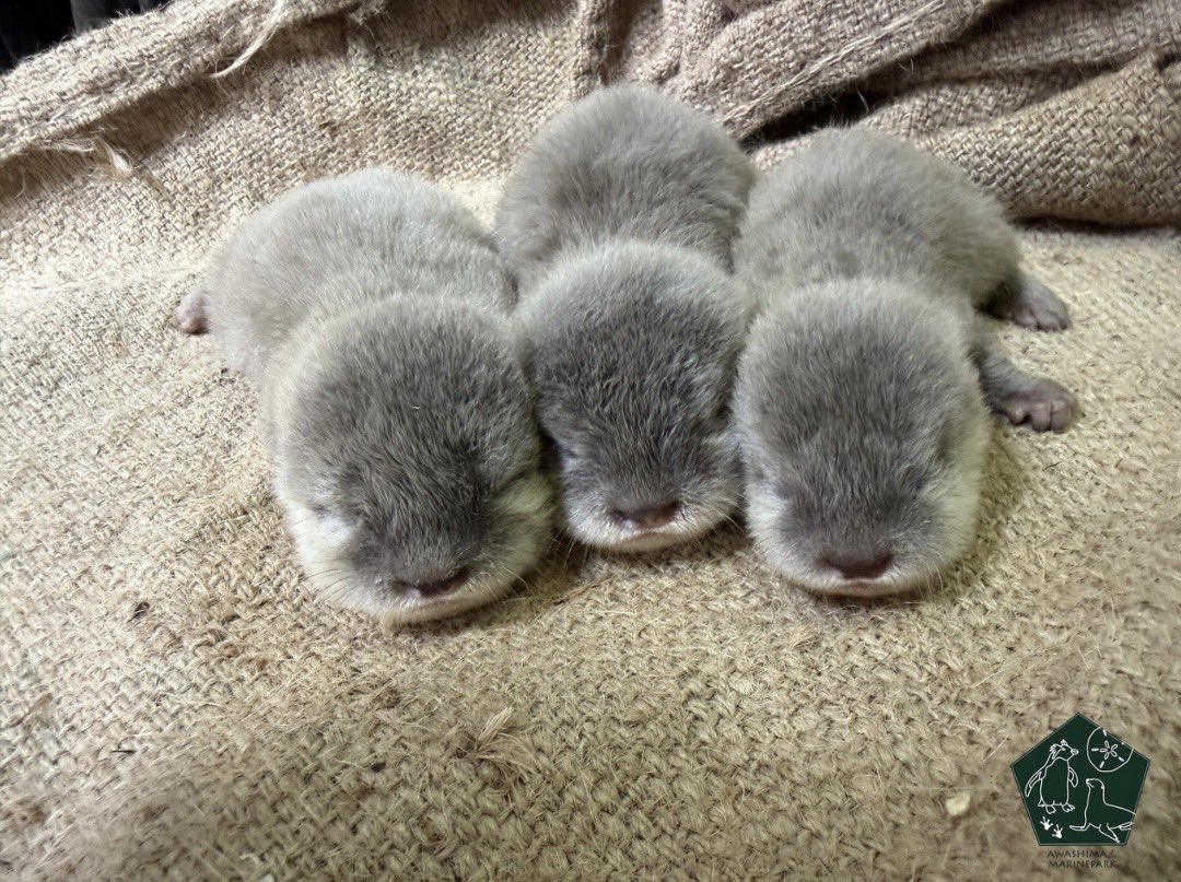 A_shimatarou's tweet photo. 【お知らせ📣】
6月8日、コツメカワウソのゆきとコハクの間に、
3つ子の赤ちゃんが誕生しました！

誕生から1か月が経ち、
3頭とも元気いっぱいに、順調に成長しています。

現在は子育てに専念しているため、
当面の間、ゆきとコハクの展示はお休みさせていただきます。

また、公開時期につきましては、
親子の様子や成長の状況を見ながら検討してまいります。
決まり次第お知らせいたしますので、
何卒ご了承ください。

ゆき、コハク、そして3つ子ちゃん達の成長を、
温かく見守っていただけますと幸いです。

#あわしまマリンパーク
#コツメカワウソ
#カワウソ