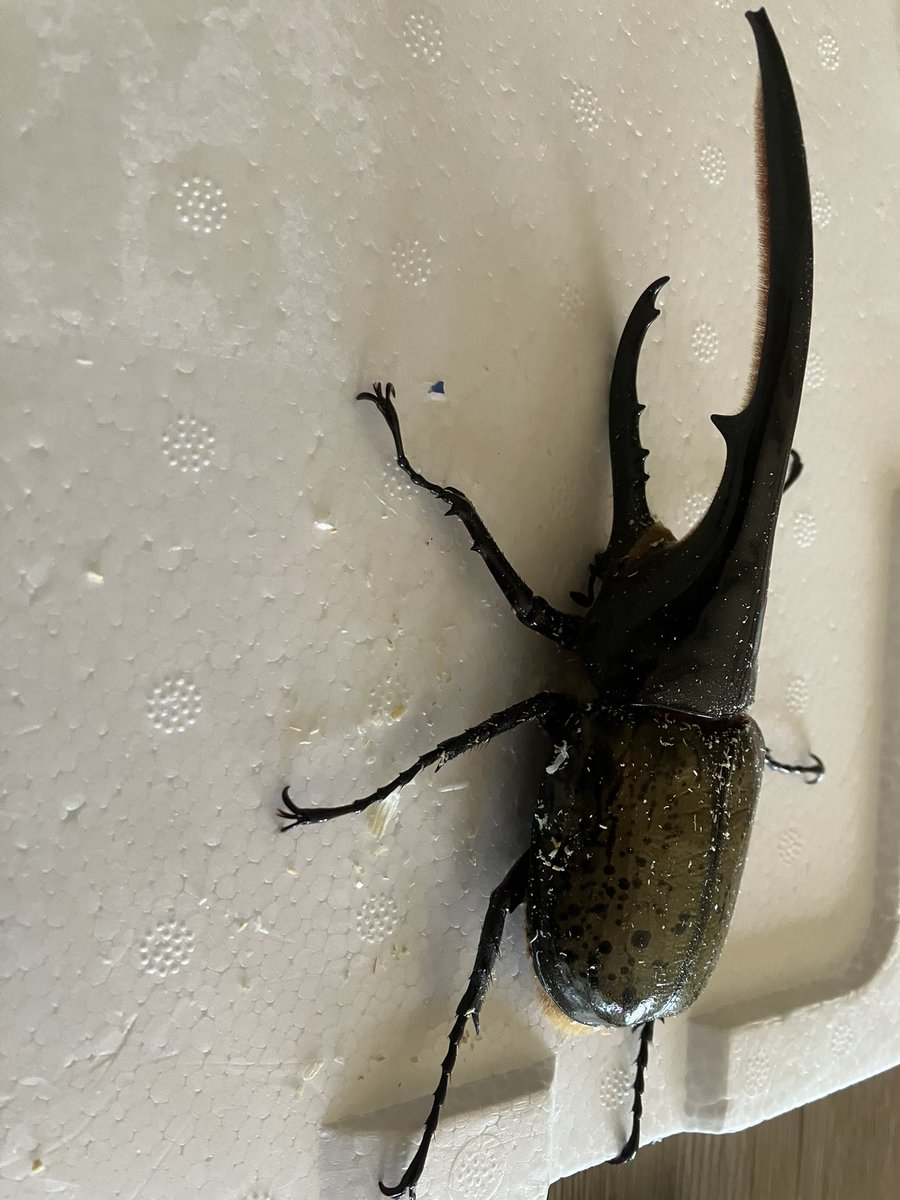 ide_take0324's tweet photo. 追加で飼ったヘラヘラとオキシデンタリス https://t.co/4hE5g6ah4n