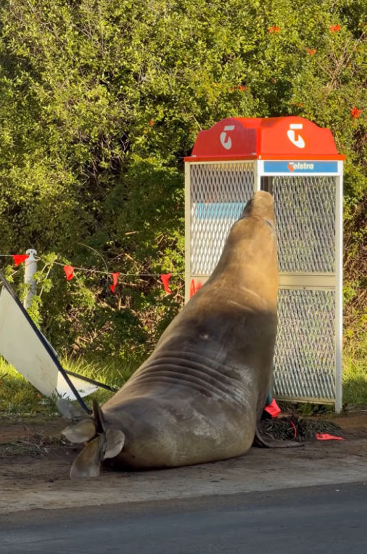 pfinger18's tweet photo. Hey Telstra, I think I've found who caused the outage #neiltheseal #telstra https://t.co/AU1TosweWc