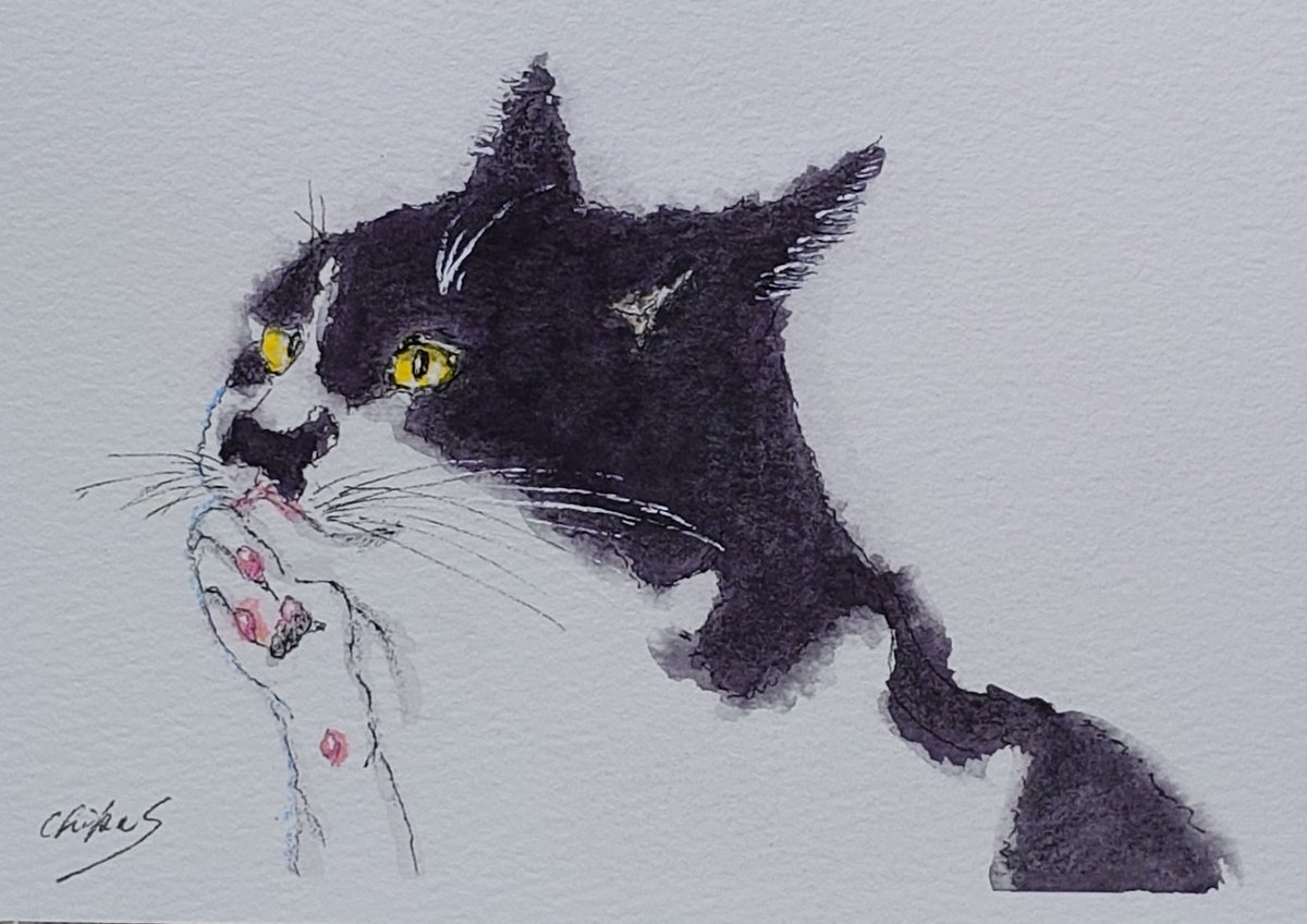 chica0726-cats&animals (@cats_chica0726) / Posts / X