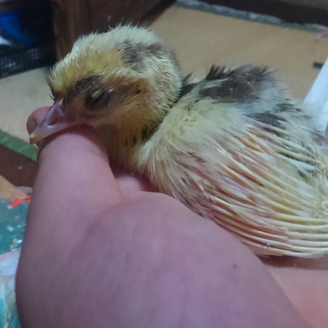 KU_peacock's tweet photo. 13年前の今日、小さな命がこの世界に誕生しました。

多くの学生が引き継いで育ててきたクジャクたちが、今日で13歳を迎えます。 
これからもずっと元気でいてね。いつもありがとう。 https://t.co/ksZz4Z31MC