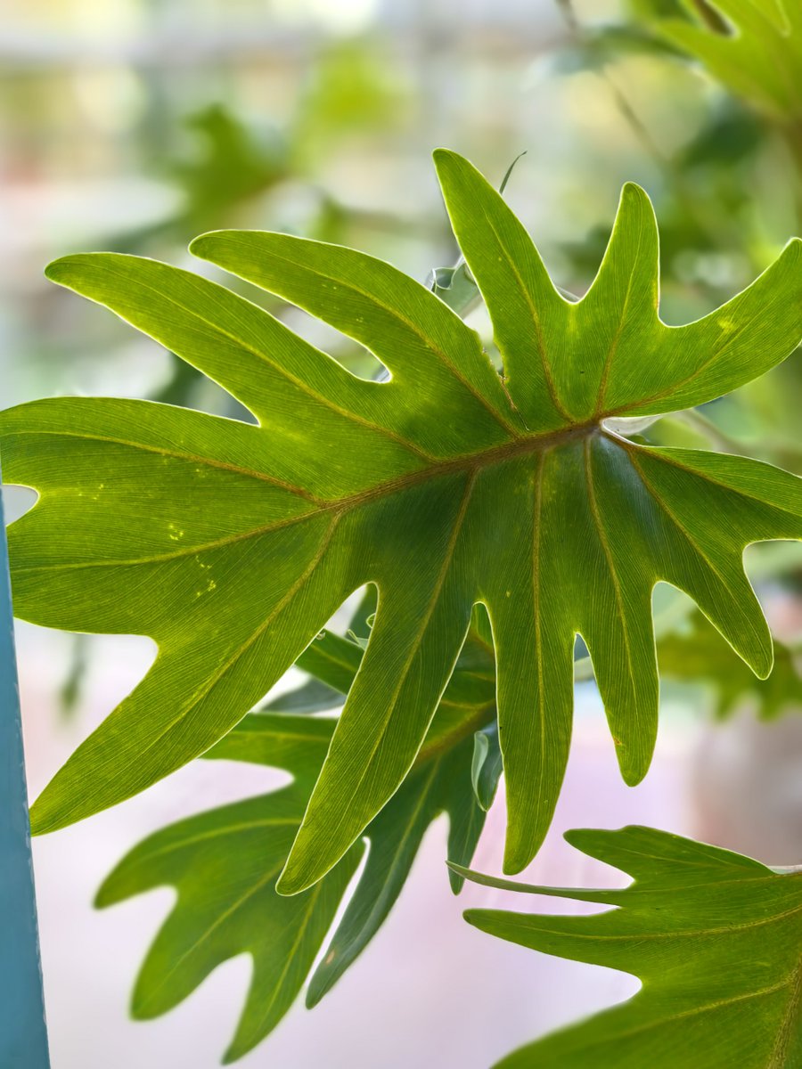 MohamedAbbaqpc's tweet photo. Thirsty green friends = happy you!  Check your potted plants’ soil top inch—if dry, water gently today to keep their leaves lush and bright. Small care moves = big vibes for your space! https://t.co/UEZpD7GjQQ
