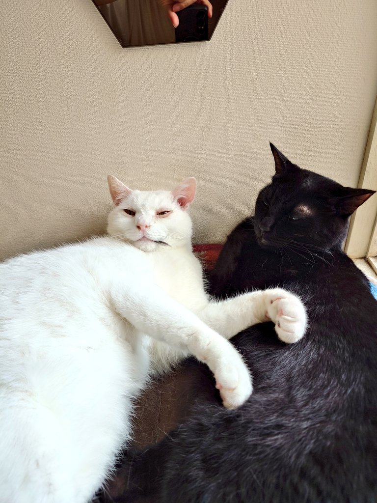 11totto22's tweet photo. 出勤前の猫達。
バニラの口元にちょこの毛の束。NGが無い猫達なので、二匹のお腹の間に顔を埋めて英気を養う。
モカは抱っこを求めて、ミルクは沢山おしゃべりをした。 https://t.co/0wV7kJddN3
