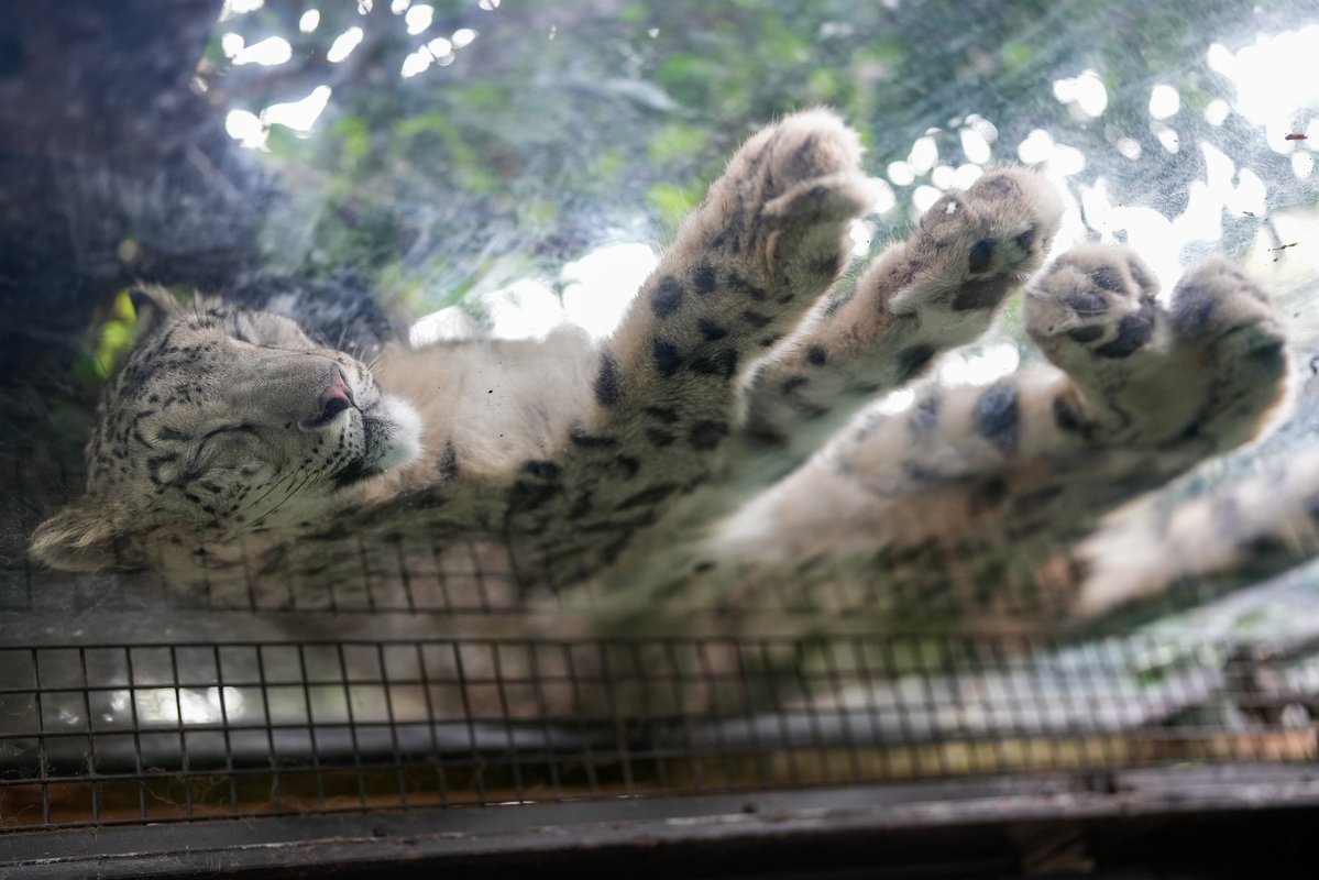 black03_white03's tweet photo. ぐっすり夢の中😴
⁡
#いしかわ動物園 #ユキヒョウ  #ヒメル
📷260614 https://t.co/xMPx1IPxVi