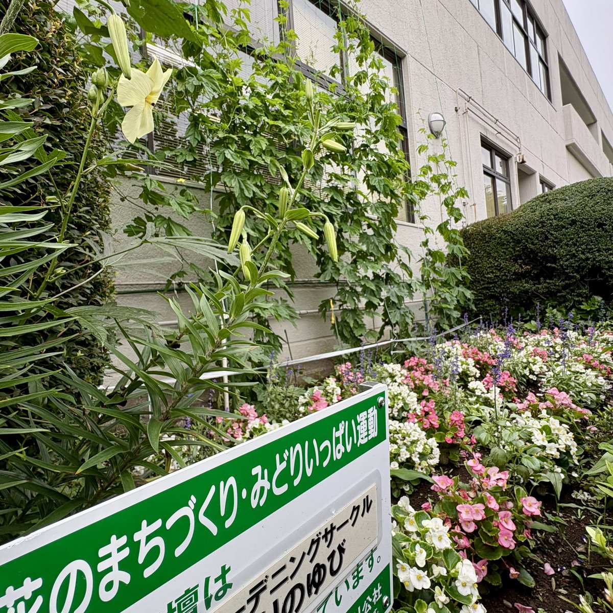 図書館花暦】 #相模原市立図書館 の公園側ではひまわりが咲き、そして