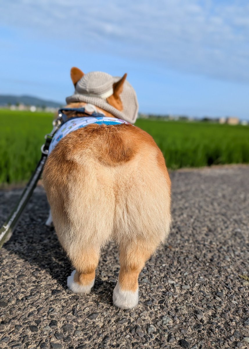 rikio0821's tweet photo. ٩(*´︶`*)۶おはよ〜♬朝んぽ🐾
今朝は️️️⛅️今日も暑くなりそうです💦
お友達🐶が前を歩いていたのでスムーズに｡｡｡"8-(*o･ω･)oﾃｸﾃｸ🎶
お友達🐶💕助かったわ～😂ありがとう😚💕笑
今日も元気によろしくワン🐶❣️
#コーギーのいる暮らし https://t.co/V5VvoxnXaJ