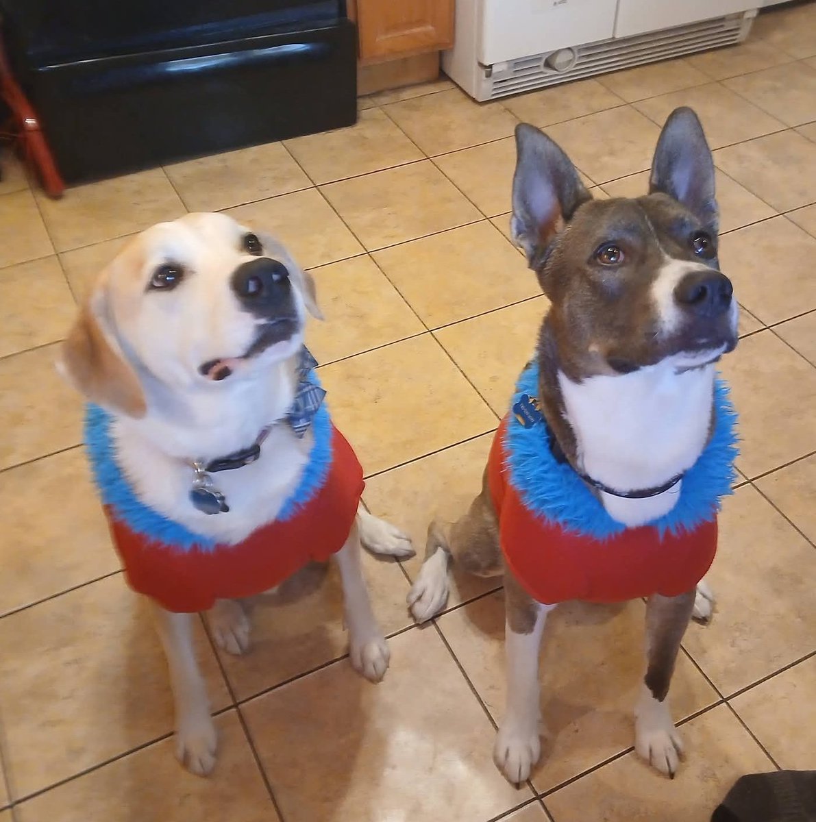 REALhailsNash's tweet photo. Remus John lupin (left) and Marley hopper McGee (right) https://t.co/VPhOa3qlQc