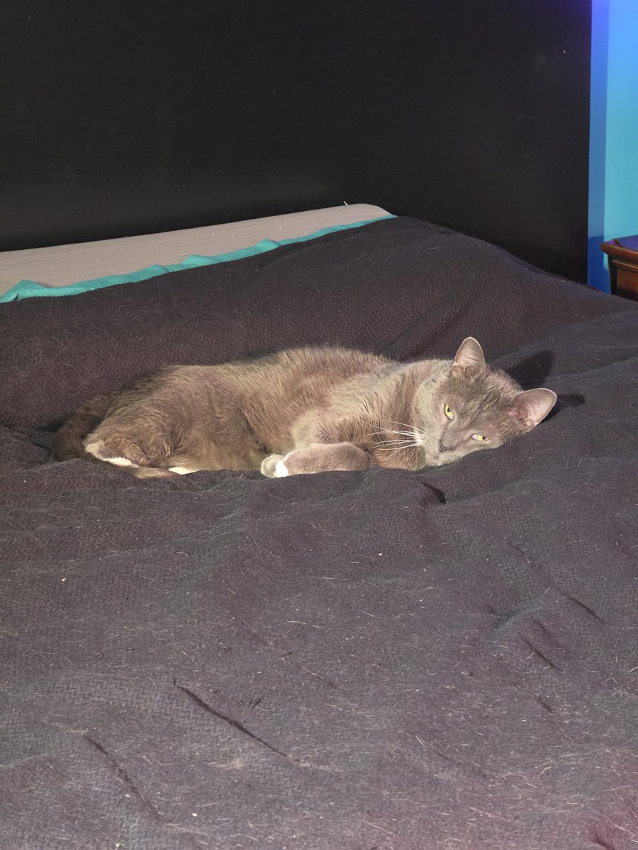 MissMayhem16's tweet photo. @kattie_nattie My cats want nothing to do with the outside but they are more than able to judge shenanigans hard 🤣 They want #Valko back too at this point. #BringValkoBack #SaveValko https://t.co/IHYUbKc71E