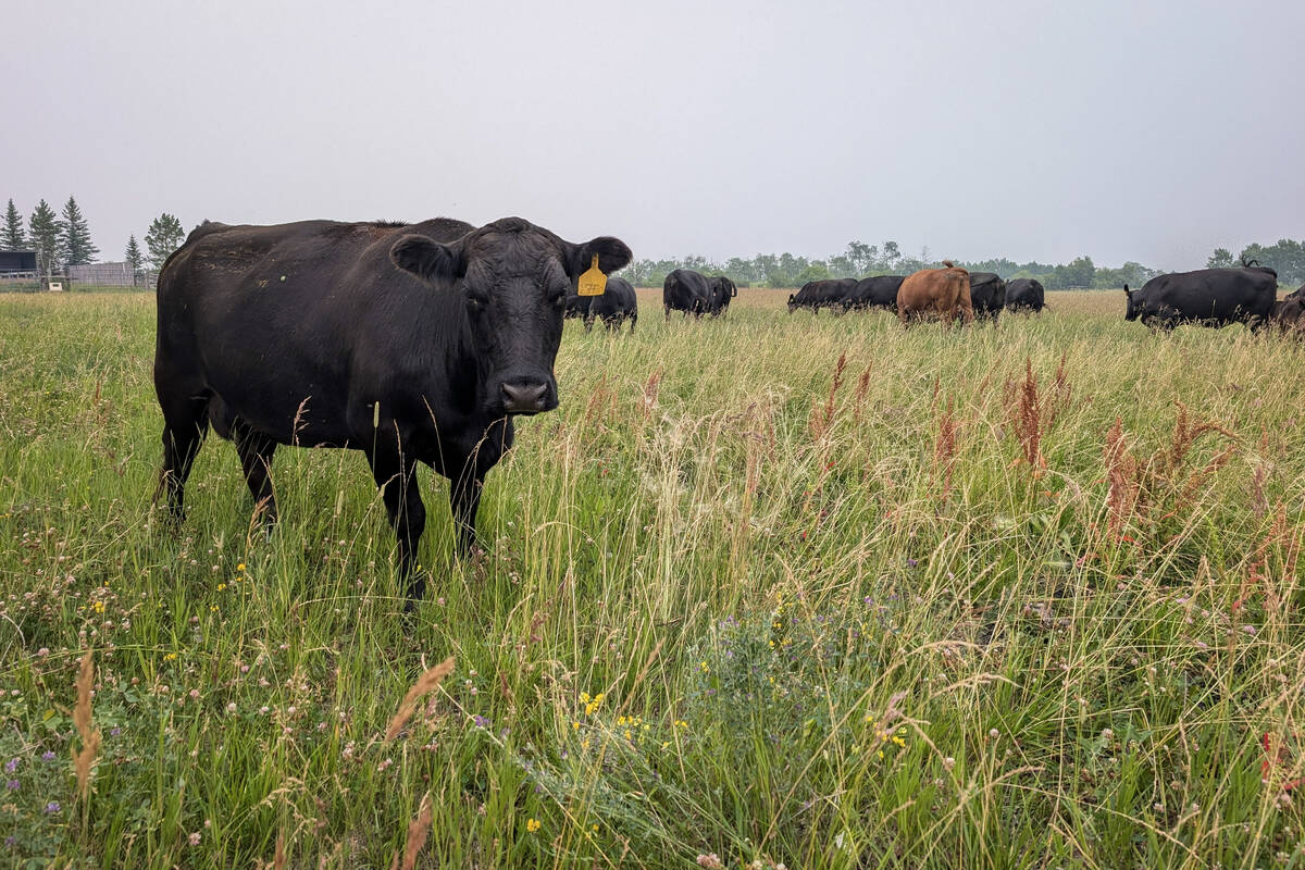 westernproducer's tweet photo. High molybdenum linked to herd’s infertility problems -  https://t.co/2ZknryoN3o https://t.co/1kge7IMJtg