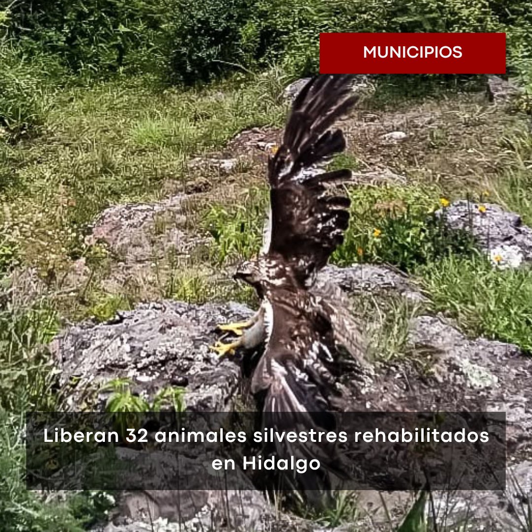 Transversal_hgo's tweet photo. ¡Gran noticia para la biodiversidad! 🦅🦊 

Unidad de Fauna Silvestre de #Pachuca liberó a 32 animales rehabilitados (¡incluyendo un halcón peregrino y 20 tlacuaches!) en la Barranca de Metztitlán.
En 2026 ya van 76 vidas salvadas. 💚👇

https://t.co/D1XsnJqaAU

#FaunaSilvestre #Biodiversidad #Hidalgo #EnTransversal 👈🏾
