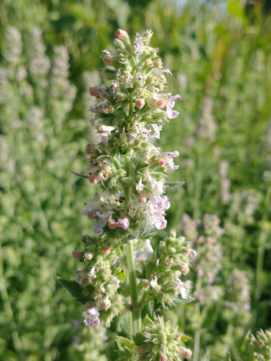 CatnipKittyCat's tweet photo. 7/7/26t
Big puffy #catnip #flower #buds are growing fast from plants that are almost 4 feet tall in places. And will continue to grow for the next 2 months. These bud clusters will soon transition to thicker heavier seed buds – which have the most flavor. #garden #Kittitas https://t.co/hEaXpSBSQ5