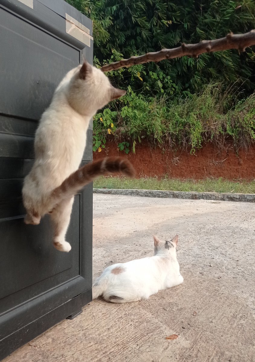 kucing mata kuning tweet media