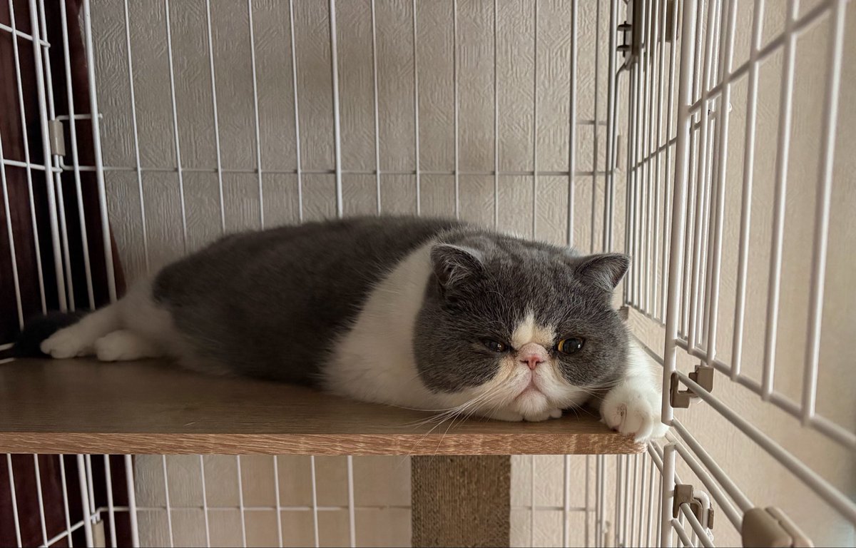 chococom55's tweet photo. ひとりでお留守番やだにゃ…🏠💤
ずっと寝てるけど𓏲𓎨

#エキゾチックショートヘア 
#お留守番 https://t.co/9JRMQpcJkB