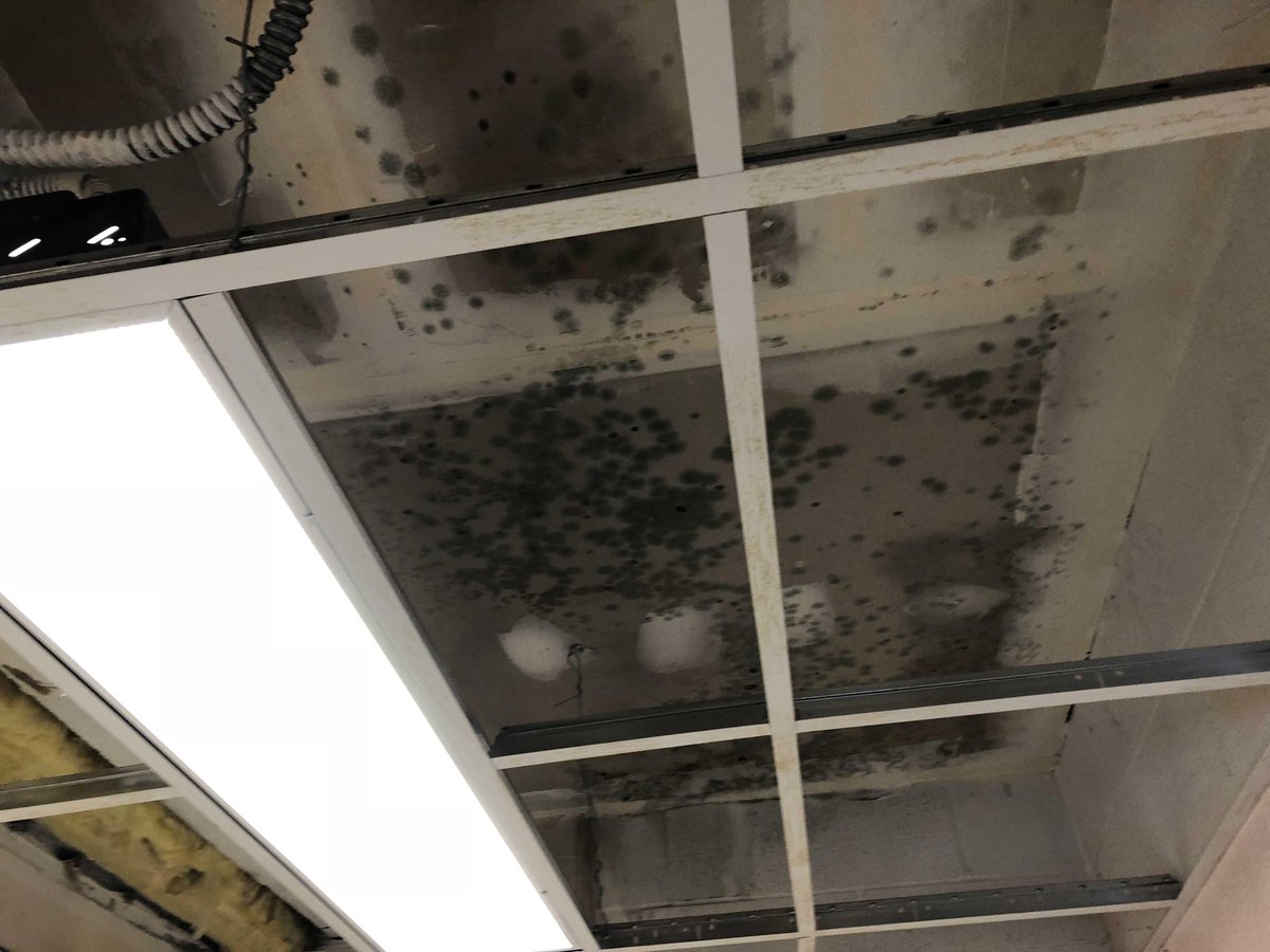 builderservnc's tweet photo. Seeing signs of mold on your property? Don't wait for it to spread. Our experienced team responds quickly to contain the issue and restore your space safely, thoroughly, and efficiently.
Contact us 24/7/365 at (800) 961-3040
#BSNC #restoration https://t.co/3imxbKpT0r