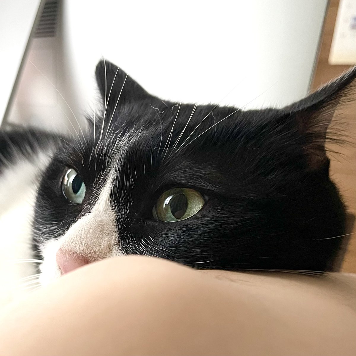 ginya29Q's tweet photo. Amazonプライムデーでカルカンのウェットフードを買いました

銀ちゃんがカルカンにゃんにゃん電車でお世話になってるし😄

はまち君 しじみちゃんの夜ご飯に、銀ちゃんにはお供えに、美味しく食べてもらおうとおーもいまーす😋 https://t.co/hw9GfWgDXn