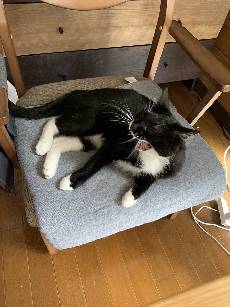 ginya29Q's tweet photo. Amazonプライムデーでカルカンのウェットフードを買いました

銀ちゃんがカルカンにゃんにゃん電車でお世話になってるし😄

はまち君 しじみちゃんの夜ご飯に、銀ちゃんにはお供えに、美味しく食べてもらおうとおーもいまーす😋 https://t.co/hw9GfWgDXn