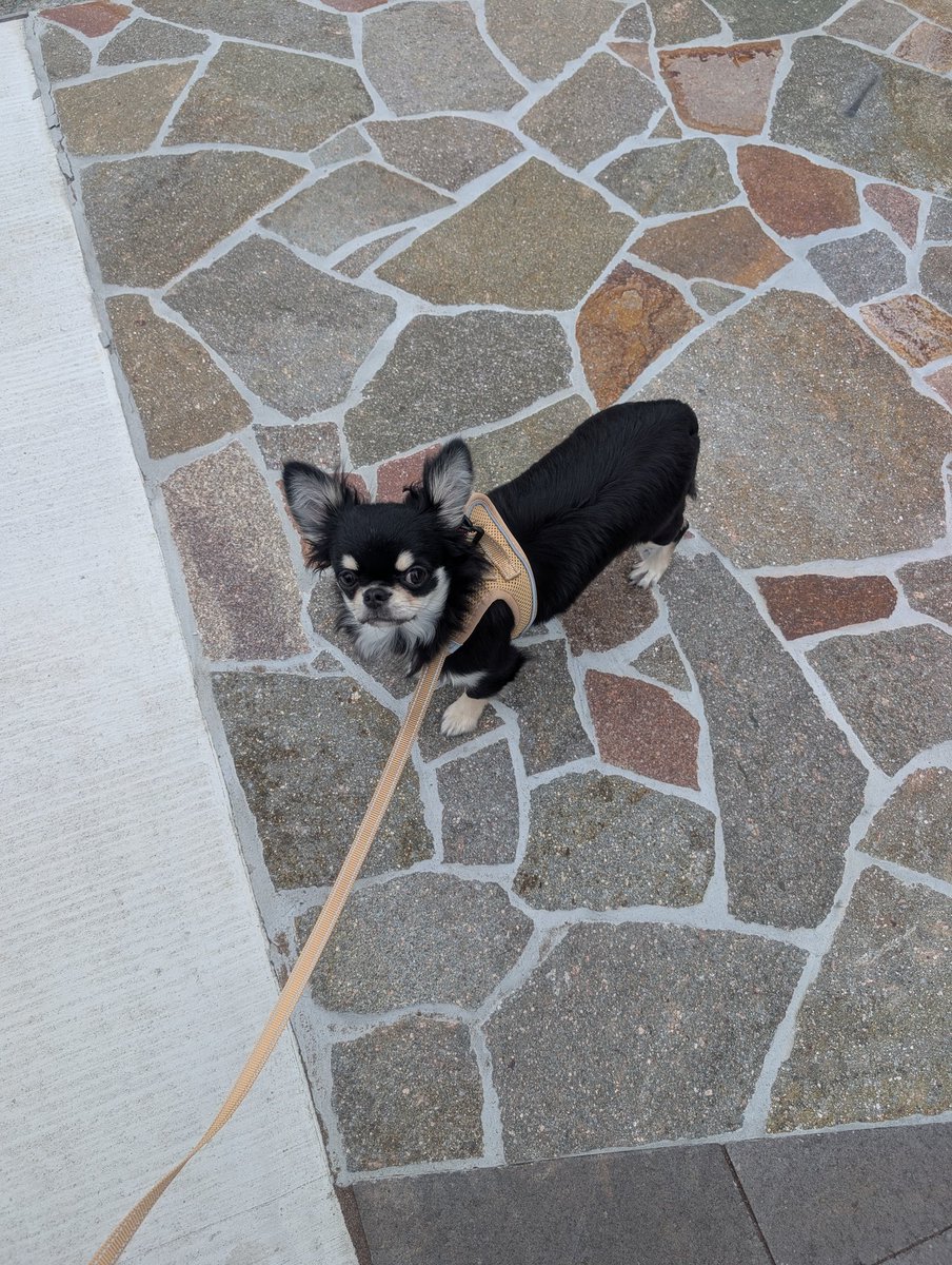 jfmstws's tweet photo. お散歩デビュー🐾
#チワワ https://t.co/USGYiAxNC5