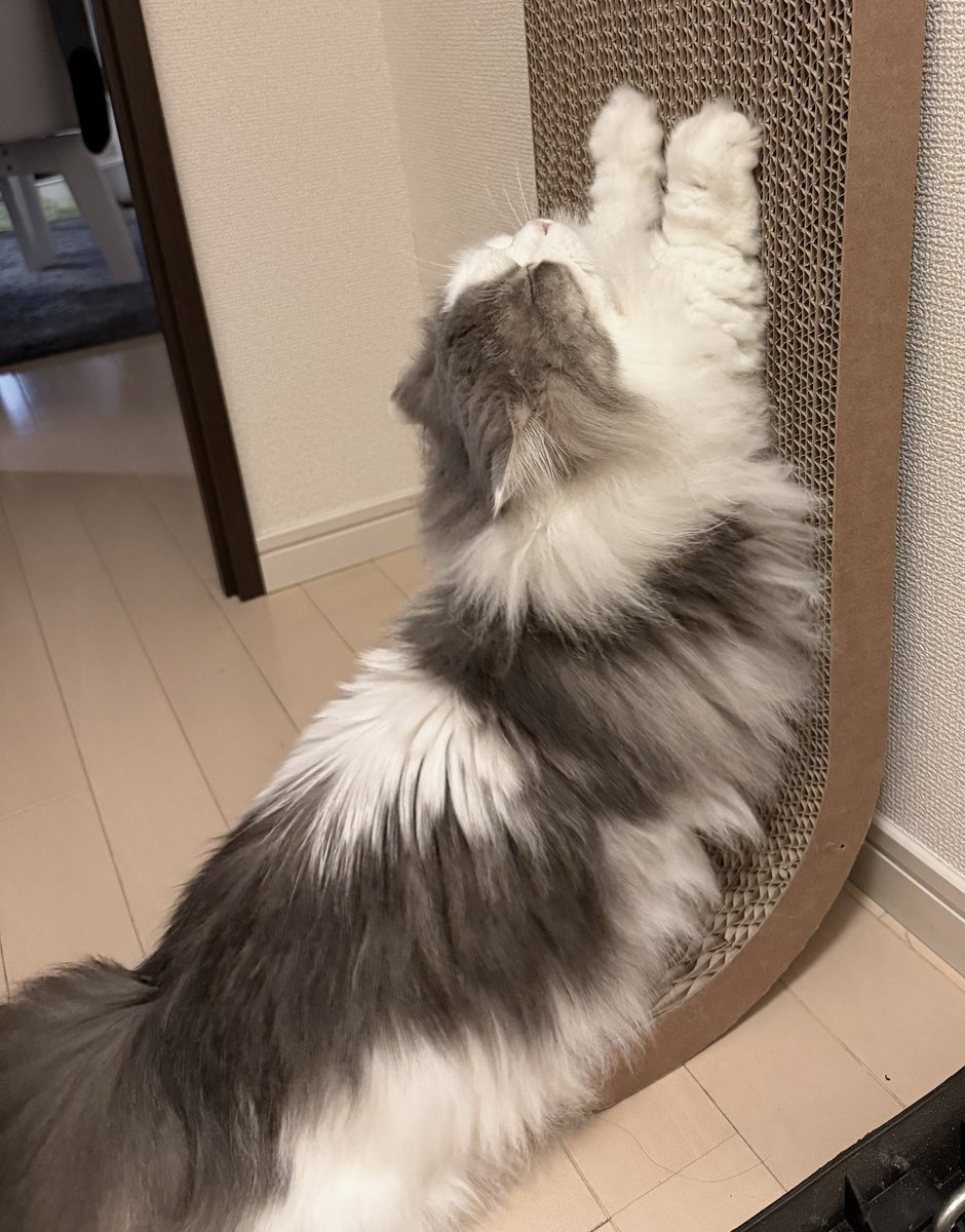 amechan2384's tweet photo. なんともいいお顔している( ◜ᴗ◝) https://t.co/hQVAC4qGcJ