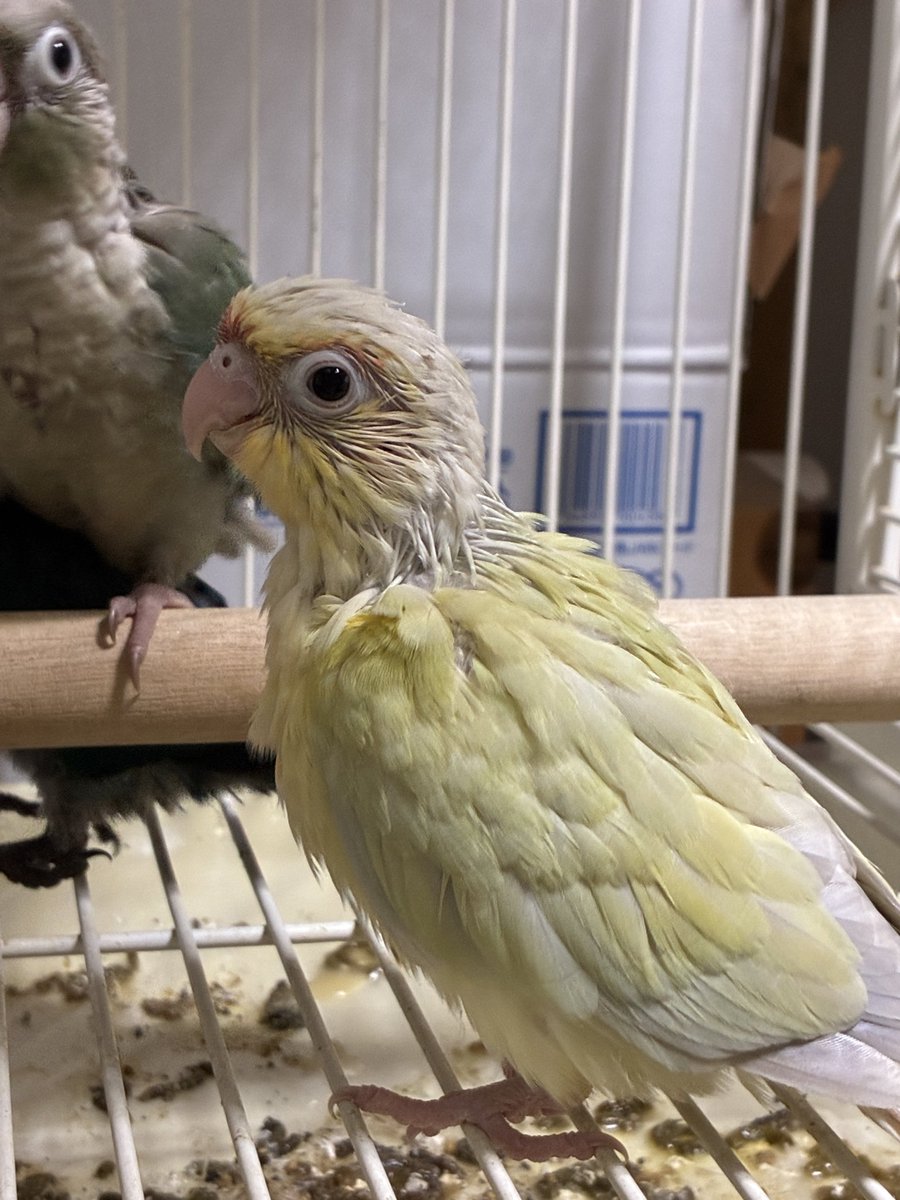 BirdLateto's tweet photo. 商談中となりました🙇‍♀️

まだまだたくさんいますので、是非見学会などで我が家自慢の子達を見てください♡

 #ウロコインコ雛  #ご家族募集中 https://t.co/IAvMMezsLH