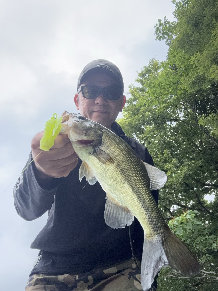 y_aichang's tweet photo. 癒しの片倉ダムへ。浮きゴミの下にいるバスをタニーフロッグポッパーで連発！
立木にサスペンドするやつはハイパークランク、4mより深いとこはベロネコで釣って、MAX43cm12本
エロポッパーならアベレージがUP！
#レジットデザイン 
#タニーフロッグポッパー 
#tdハイパークランク1066ti 
#ベローズギル https://t.co/IsQLWhle4C