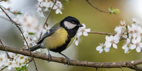 FKm7g2's tweet photo. « Ce que le seigneur réclame de toi ? Rien d’autre que pratiquer la justice, aimer avec tendresse, et marcher humblement avec ton Dieu » (Mi 6,8)
Je dois mon espérance à une mésange qui se posait chaque matin sur le balcon de ma chambre d’hôpital. Elle me tirait de l’angoisse de la nuit. Dans mon hiver, son sifflement augurait un printemps. J’ai alors renoncé aux questions sans réponse et plus encore aux réponses sans question. Sa légèreté me dessaisi de mon lourd et insondable désespoir.