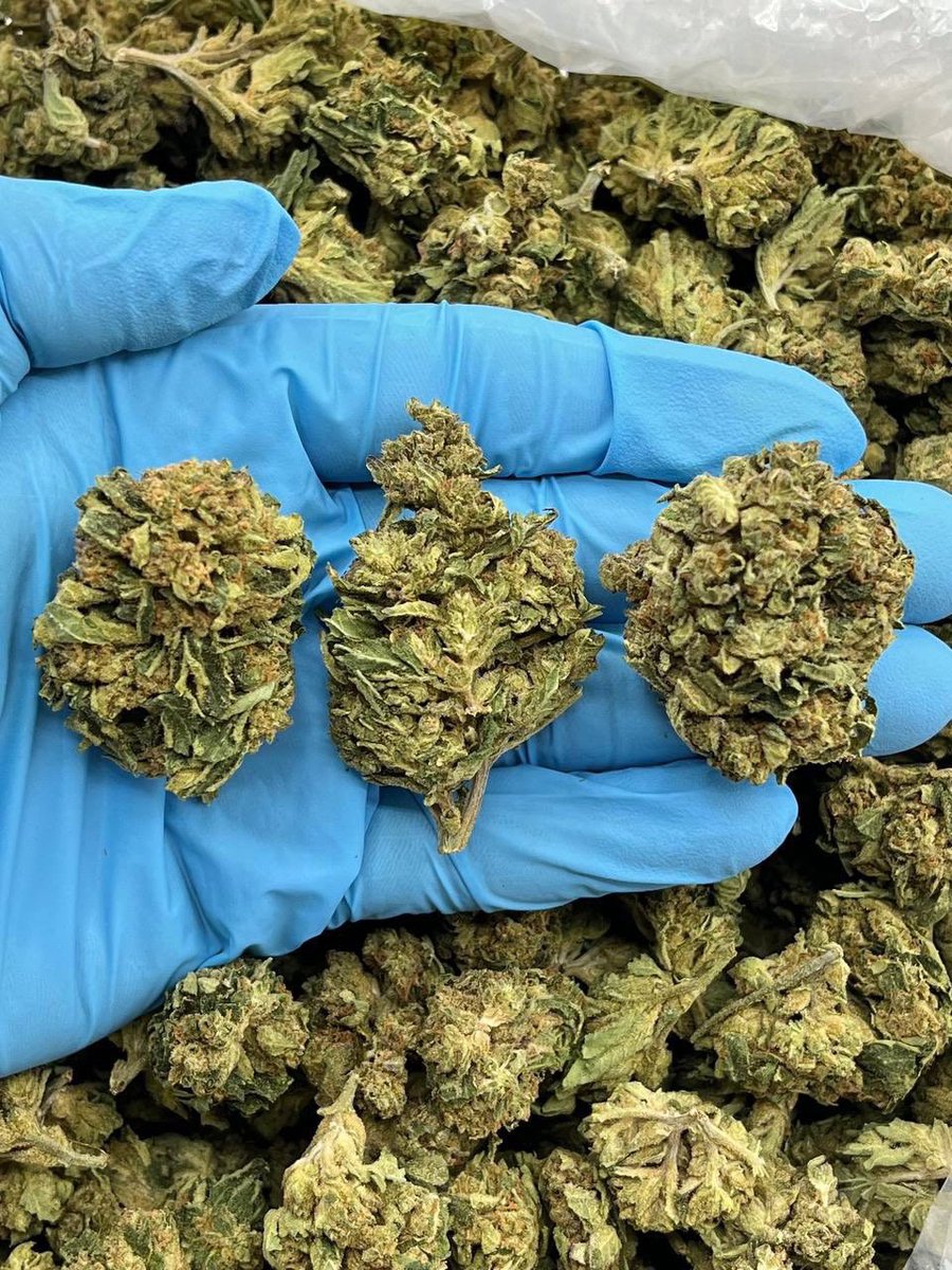 ExoticZaUS's tweet photo. ๐ซ๐ฅ Chocolate รclair delivers rich dessert-inspired flavor with smooth, creamy smoke that keeps you coming back. ๐จ๐ฟ
#ChocolateEclair #DessertStrain #gaspack https://t.co/dyu55Wi3yE