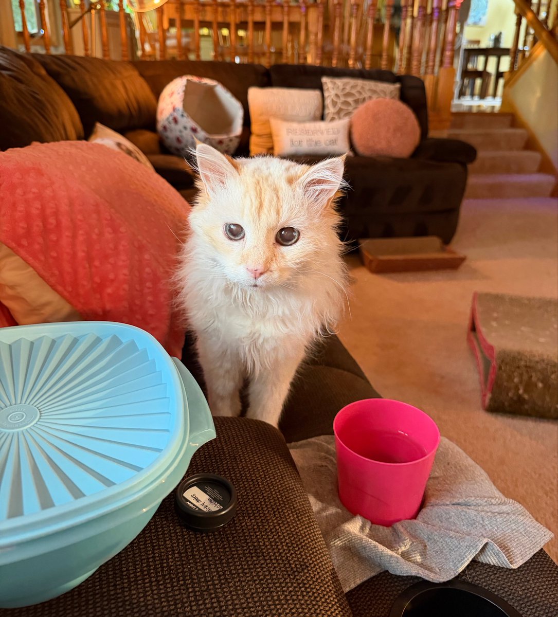 ItsMeDeaner's tweet photo. Look at his eyes after tasting home made whipped cream https://t.co/H49xrgzQrg