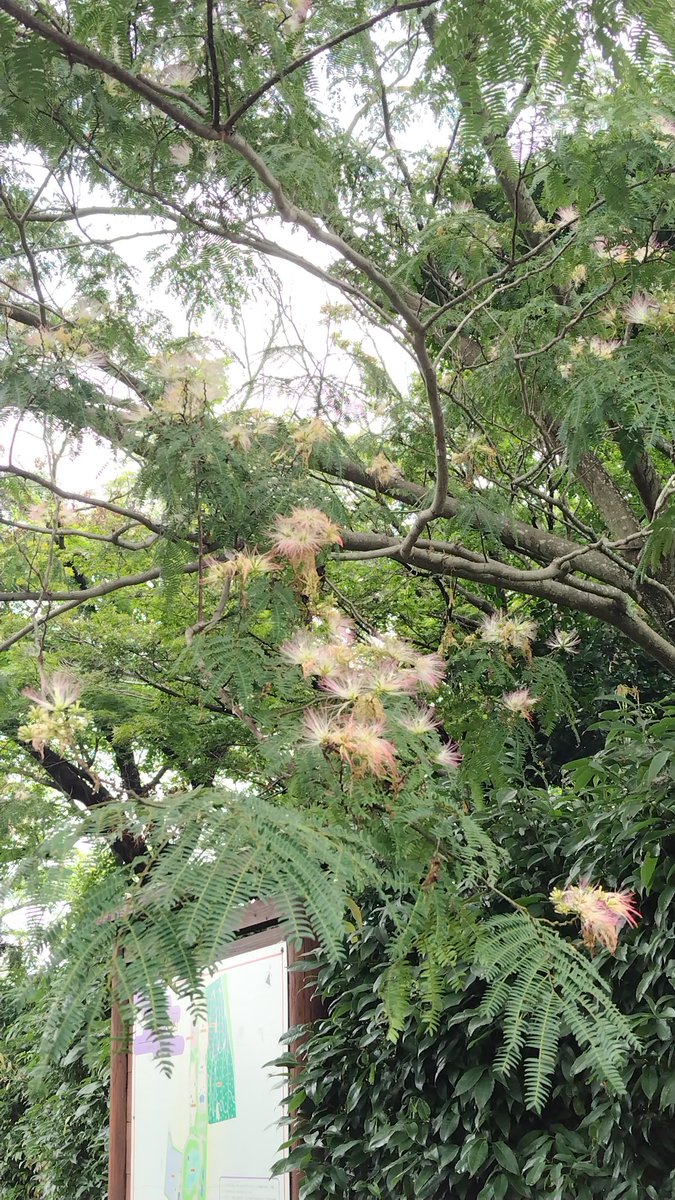 kojanco's tweet photo. ねむ
 #万葉の森公園 https://t.co/ElC7uGo35d