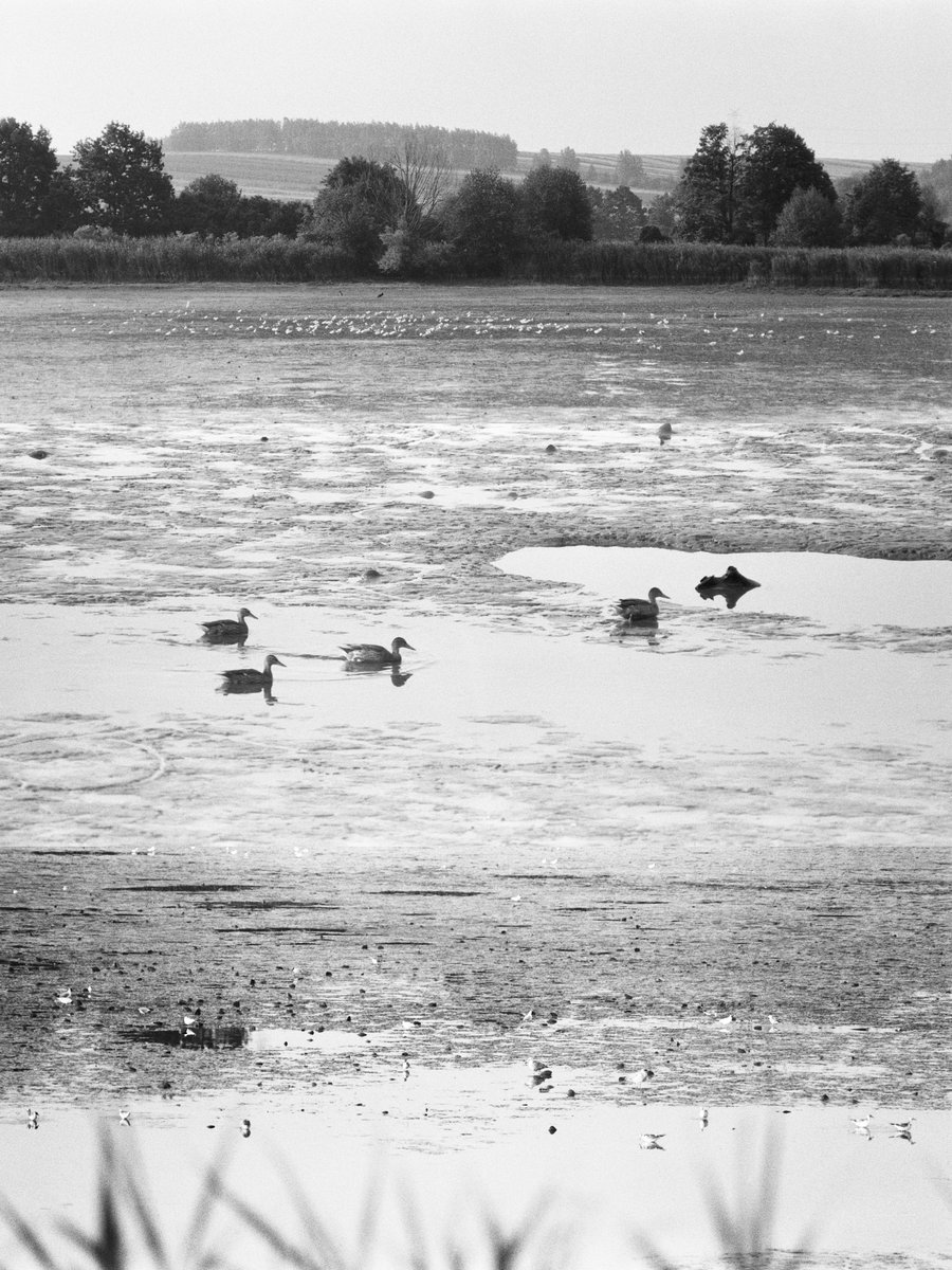 _skelebot's tweet photo. first time birdwatching with @folkfinch #birdtwt

Bronica ETRS + 135W back - Fomapan 400, Ilford Delta 100 https://t.co/0LJQiZM5rw