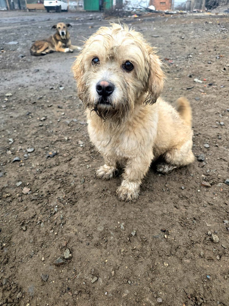dame_una_pata's tweet photo. Hoy con nuestros guapitos 
Fotito de nuestro Peluche alias el JEFE 
AMIGOS YA EMPEZÓ LA LLUVIA POR AQUI.... NECESITAMOS CUBRIR SUS CHALEQUITOS DE LOS PEQUES 

Alguien dice yo???
Solo tenemos dos chalequitos cubiertos 
Porfavor apoyemos con su abrigo 

Las temperaturas aquí están muy bajas