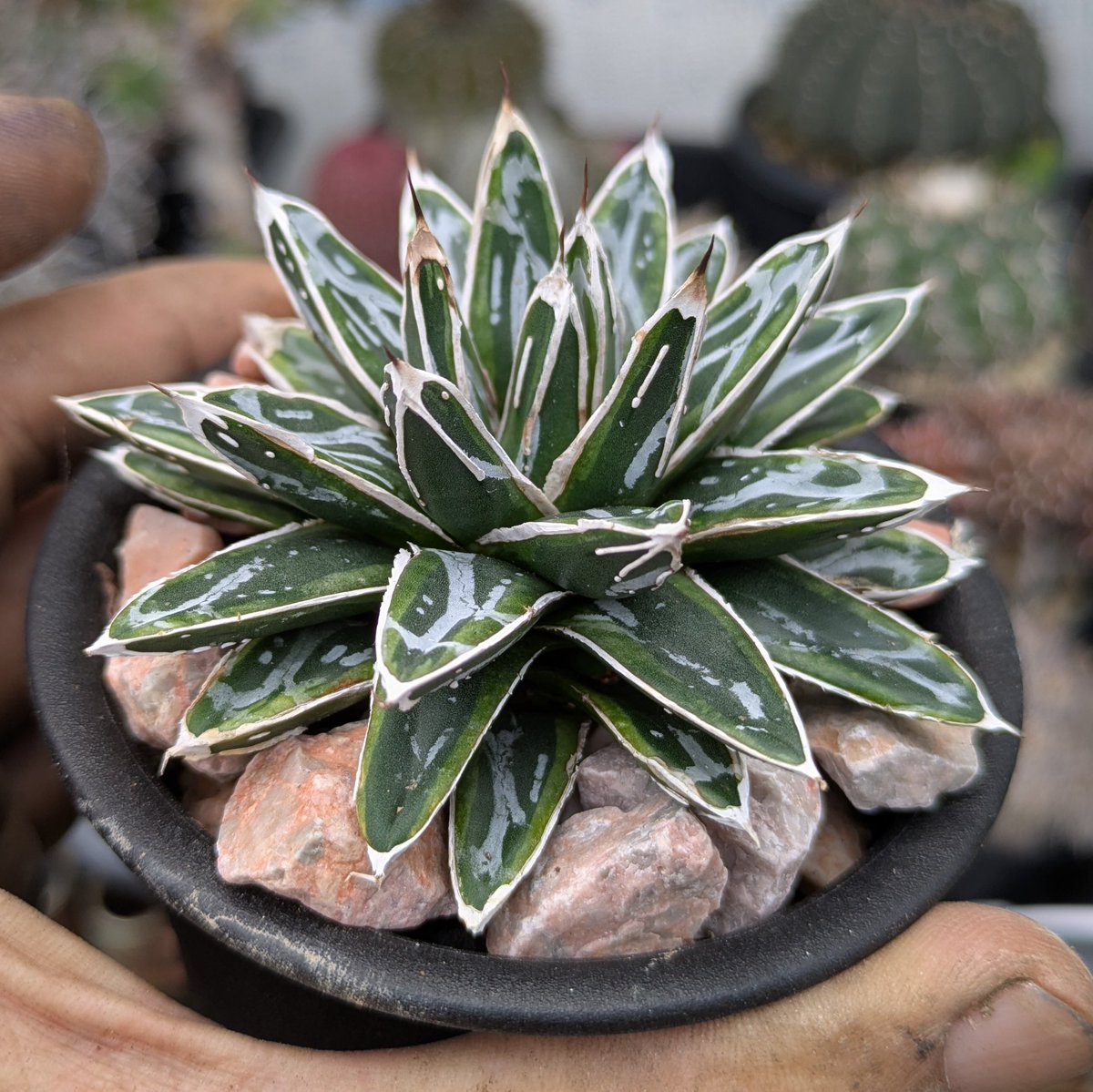 ROUKAplants's tweet photo. 月雪、植え替えてしっかり活着。 https://t.co/Do340u6EaF