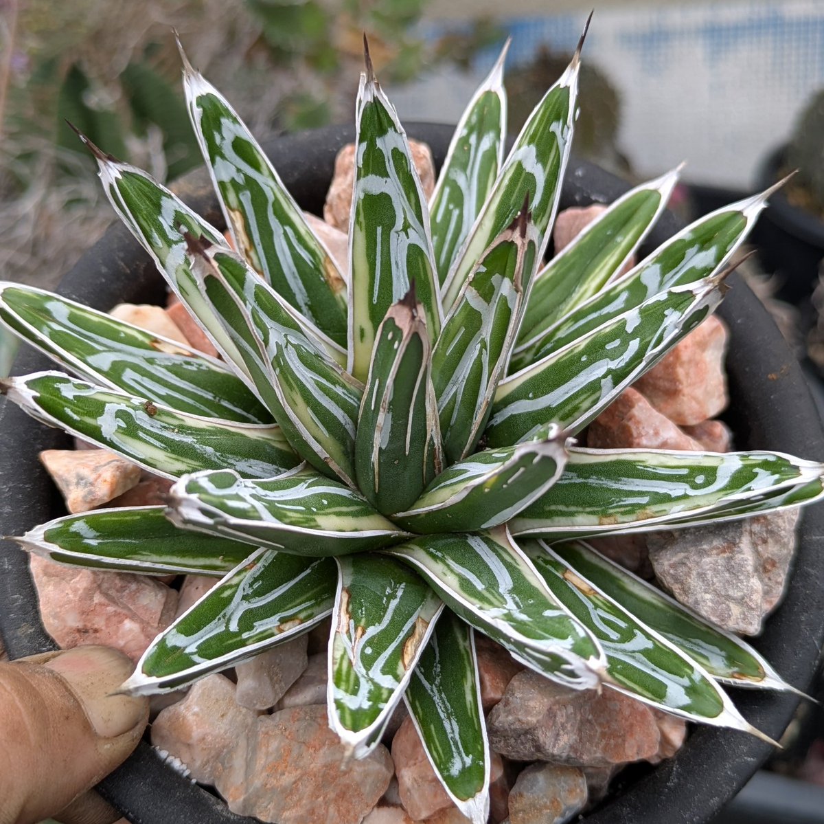 ROUKAplants's tweet photo. アガベ ヴィクトリアレジーナ ‘ 極氷山 ’
Agave victoriae-reginae variegata ‘ Goku Hyozan ’ 
こちらも拗れずに活着。 https://t.co/ebX8vjgBH2