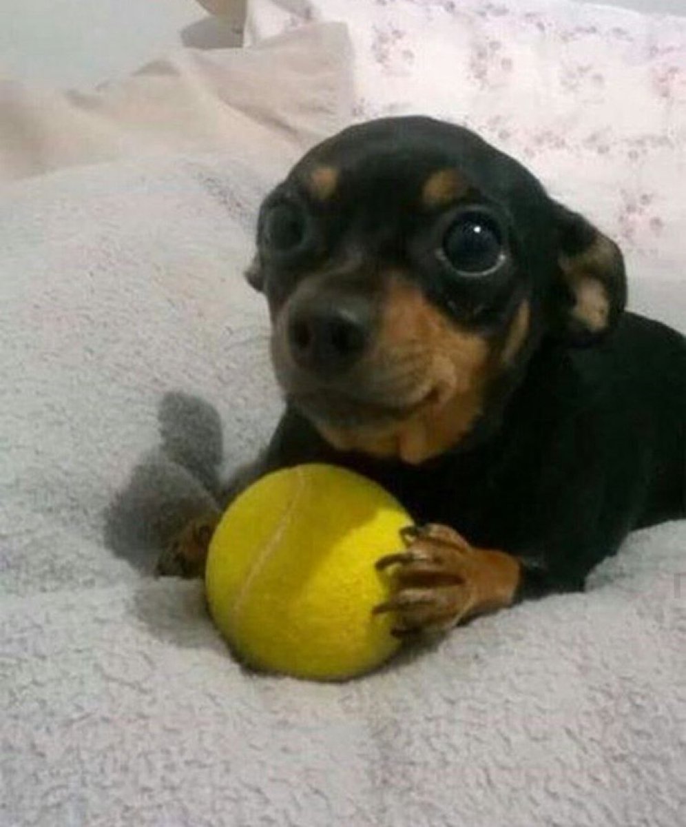 eusafofo's tweet photo. Comi 2 paes com queijo e estou com fome, acho que comeria mais 2 https://t.co/qNMuLwpYzo