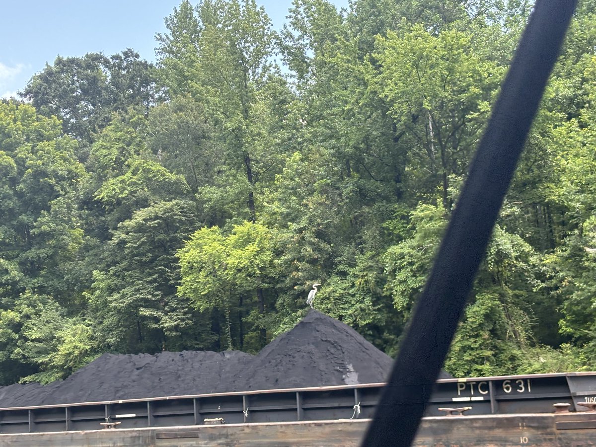 BWRiverkeeper's tweet photo. Our @uaccis / @BamaAPR intern Mykah Hughley enjoyed her first time on the #BlackWarriorRiver by joining #Riverkeeper Nelson Brooke on our patrol boat. Check out her pictures of the river, then learn more about it here: https://t.co/aJYrlqXXgd https://t.co/DwyNLUCOy8