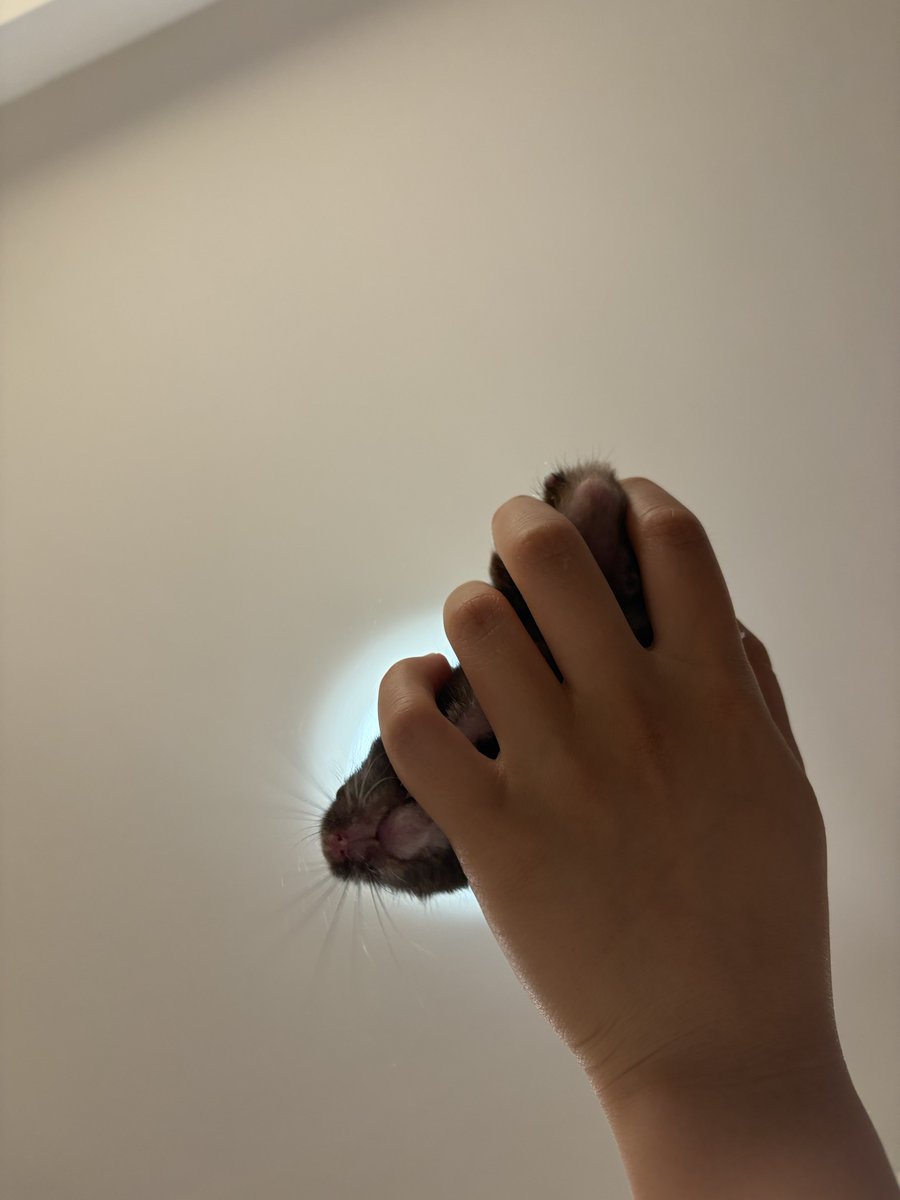 onemumarronchan's tweet photo. 下からくまんちゅ https://t.co/E1tdNwerro