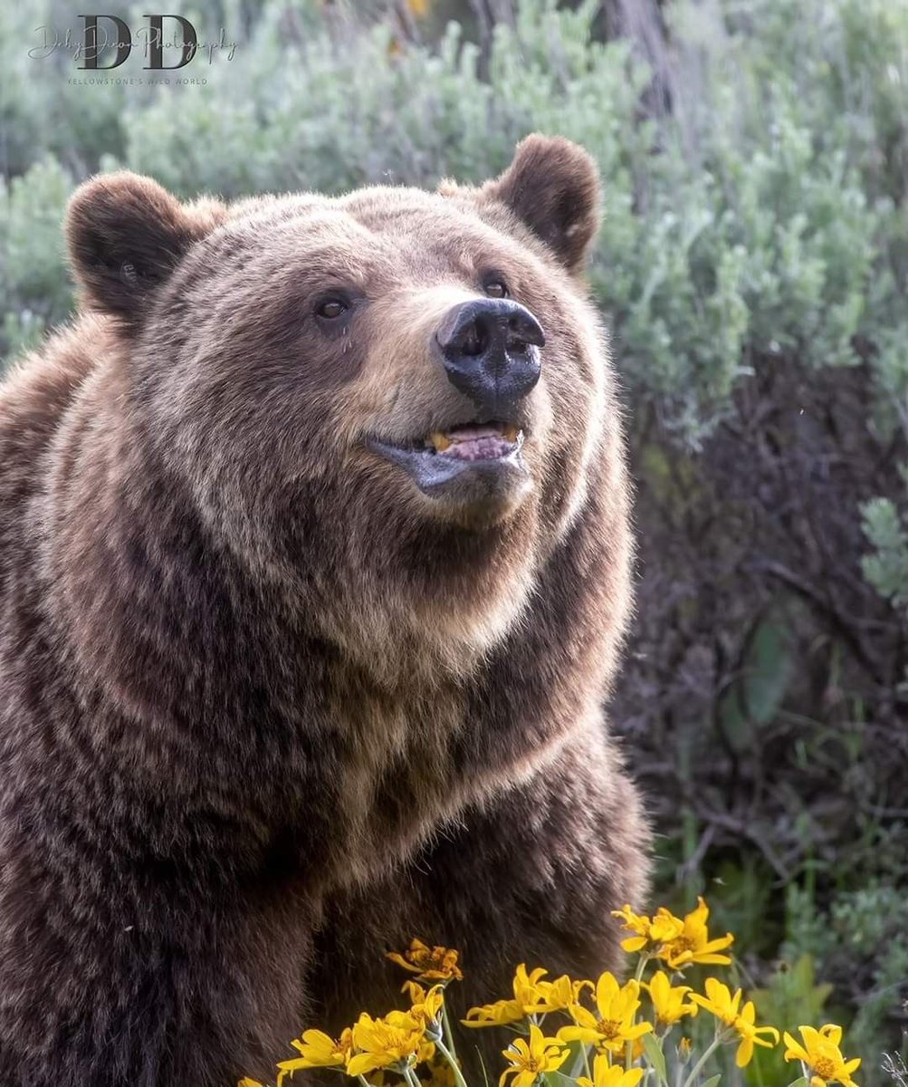 wildbeasteX's tweet photo. Chubby bear! https://t.co/8qgaqSRQeJ