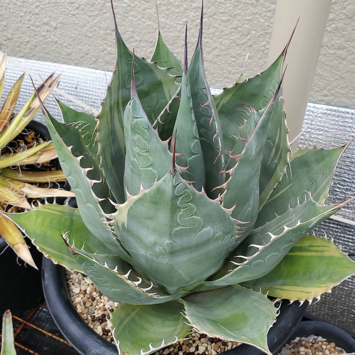 ROUKAplants's tweet photo. アガベ パラサナ ‘ 頼光錦 ’　
Agave parrasana marginata ‘ Raiko Nishiki ’
葉がカップ状で水が溜まりやすいので露天だとこうなりやすい。寒さには強いのだけど過湿で失敗する。4枚目は全盛期の頃。作り直しますが、やっぱ温室内でやろう。 https://t.co/QTHp7H1o5N