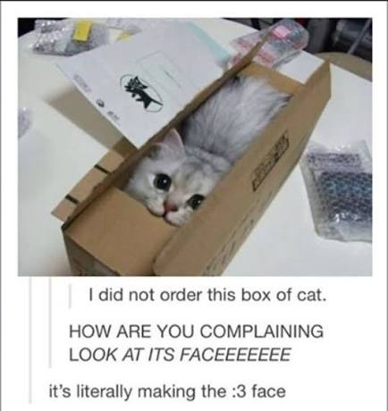 animegod1998's tweet photo. @WeAssessCats I had this photo on my phone for years https://t.co/3z0EtxoX2Y
