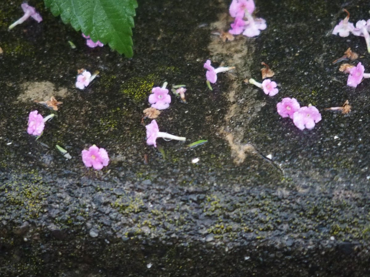 14fukinotou's tweet photo. #植物
#花
#flower
#風景
#景色
#写真
#カメラ
#オリンパス
#photograph
#photography https://t.co/zfGKu1muad