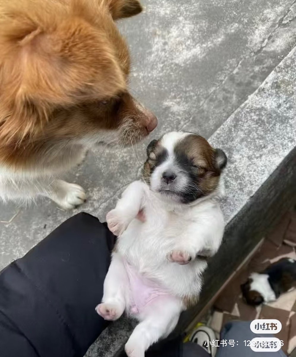 LlyPooo's tweet photo. @mama00007777 She was a cute and loved dog mama—very patient with her puppies. Wangwang—a mother dog brutally killed by four teens in Jieyang, China, on June 28—and her four newborn puppies. Let us pray together for Wangwang, and may she and her babies rest in a place of peace. @BBCWorld https://t.co/AR8EGZaWhp