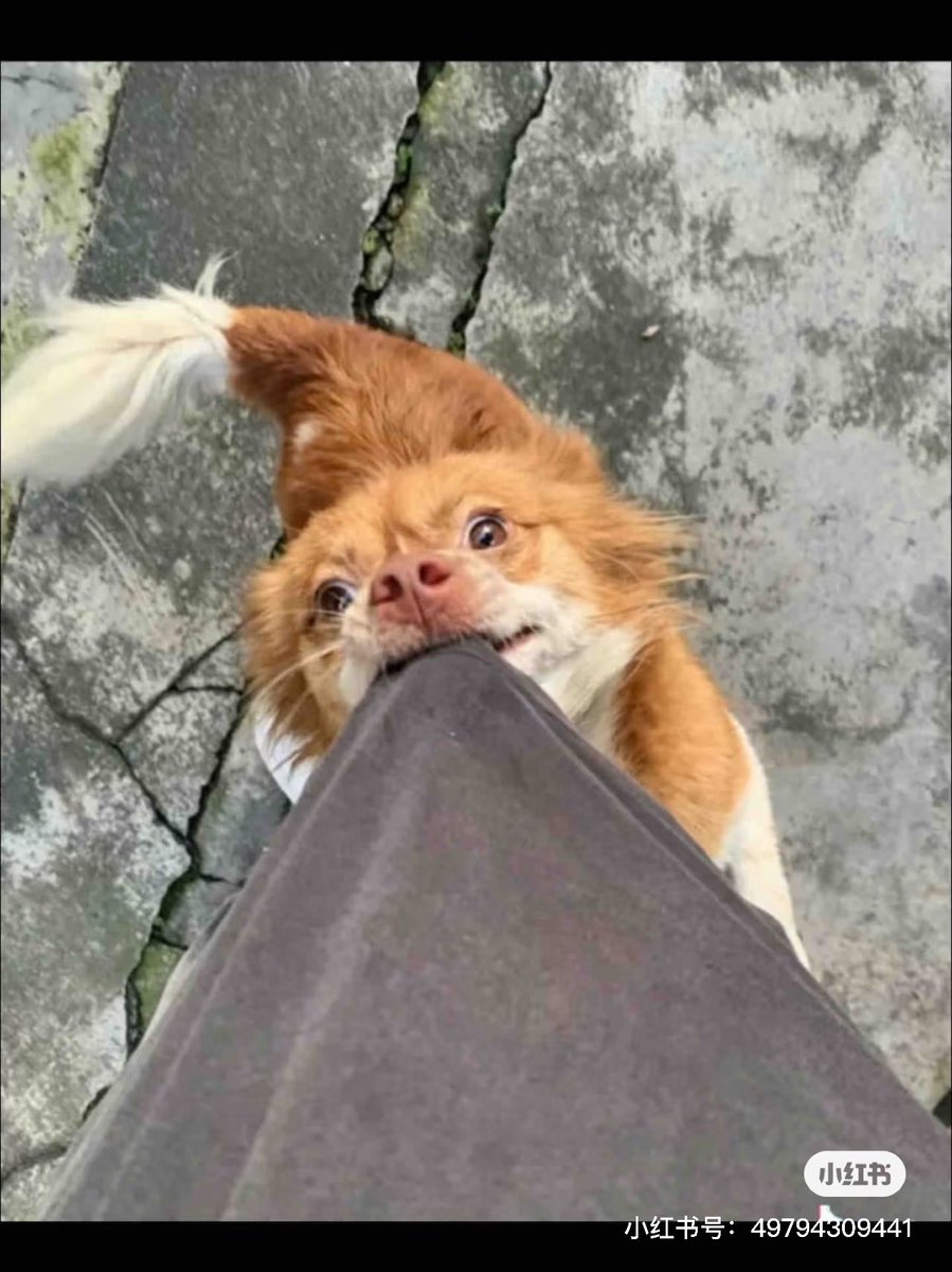 LlyPooo's tweet photo. @mama00007777 She was a cute and loved dog mama—very patient with her puppies. Wangwang—a mother dog brutally killed by four teens in Jieyang, China, on June 28—and her four newborn puppies. Let us pray together for Wangwang, and may she and her babies rest in a place of peace. @BBCWorld https://t.co/AR8EGZaWhp