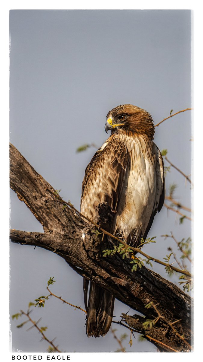 ragnyabhawani's tweet photo. Today's Photo Challenge: LARGE BIRDS
Quote it or Share it ๐
Changeable Hawk, Crested Serpent, Booted & Short Toed Snake #Eagles
#PhotoChallenge #LargeBirds #BirdPhotography #naturephotography #wildlifephotography #BirdsOfIndia
#theme_pic_India_birds
@IndiAves https://t.co/J9Tw4FJEQ9