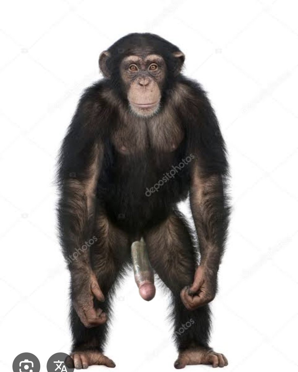 Matias19882's tweet photo. @donnellys94 @JeffFcb14 @CelesteSenadora A galarza se puede pegar a sacarle lágrimas al chimpancé https://t.co/8CGEVsiTNP