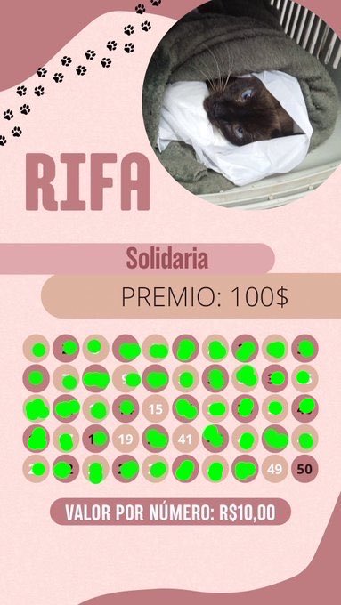 sonzapetsch's tweet photo. Rifinha das meninas atualizada 🌸💖 

Aurorinha: precisa manter o tratamento no mês com neuro, alimentação e medicamentos 

Beatriz: está sem os movimentos preciso pagar a vet (700$) e investigar pra ver se tem tratamento 

Toda ajuda importa

🔑: auroracalvinha@gmail.com https://t.co/WyLvPo9y1h