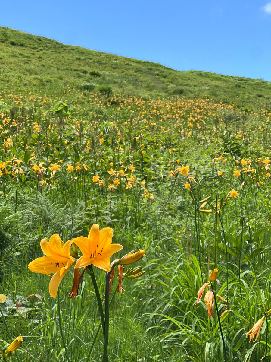 tenjindaira's tweet photo. 青空に映える「ニッコウキスゲ」
ロープウェイを降りて左へ
高倉山（通称：おにぎり山）の今

「天空公園」そんな言葉がまさにぴったり♪

#谷川岳ヨッホ
#天空公園
#ニッコウキスゲ https://t.co/zha1yhba5X